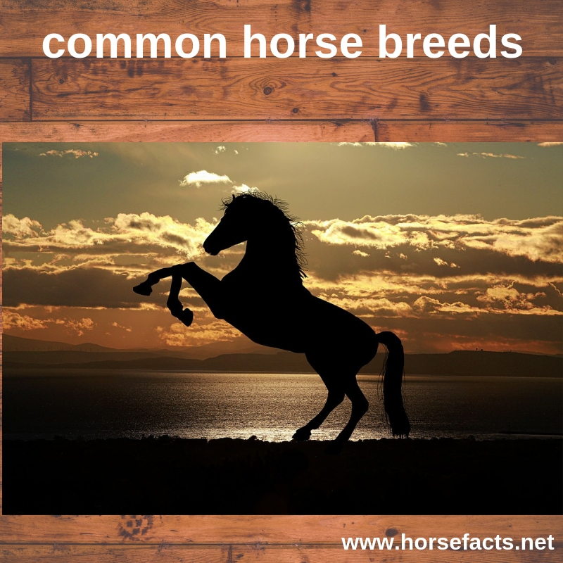common horse breeds