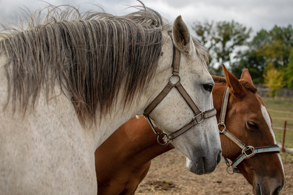 thoroughbred horse adoption