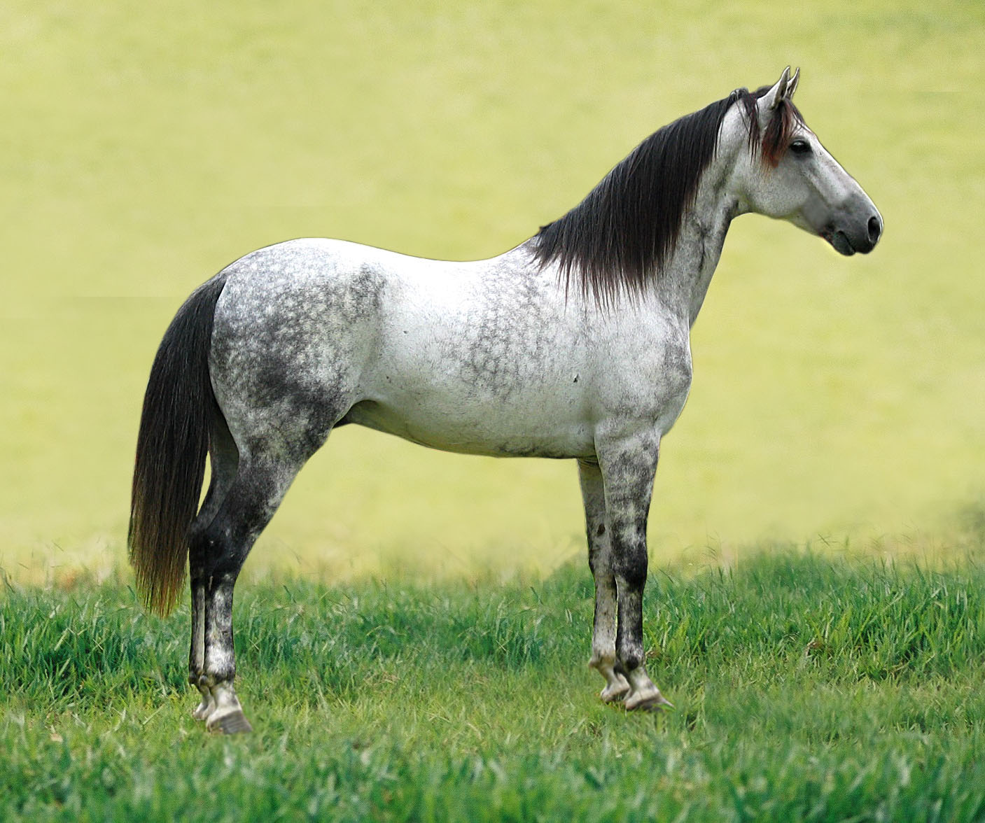 American horse breeds