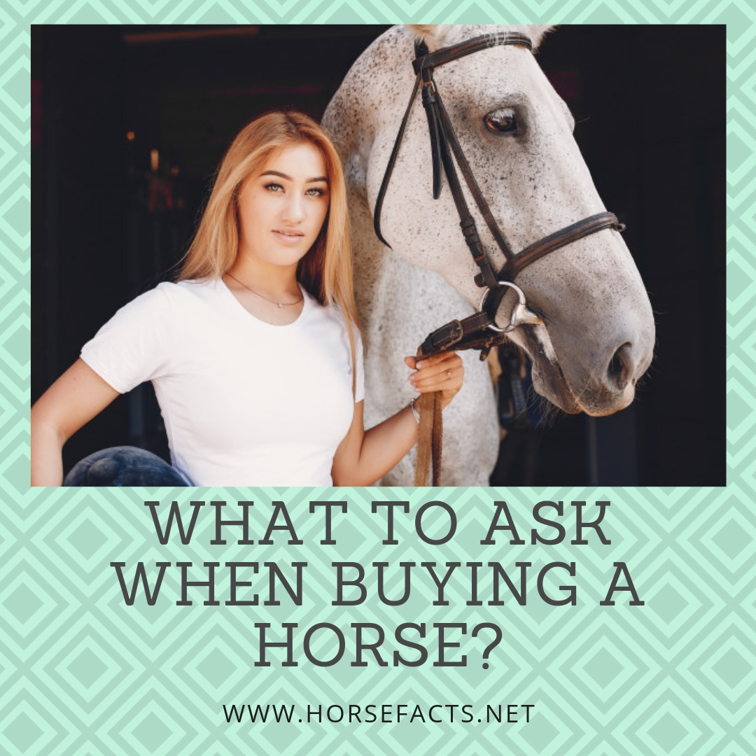 What to ask when buying a horse?