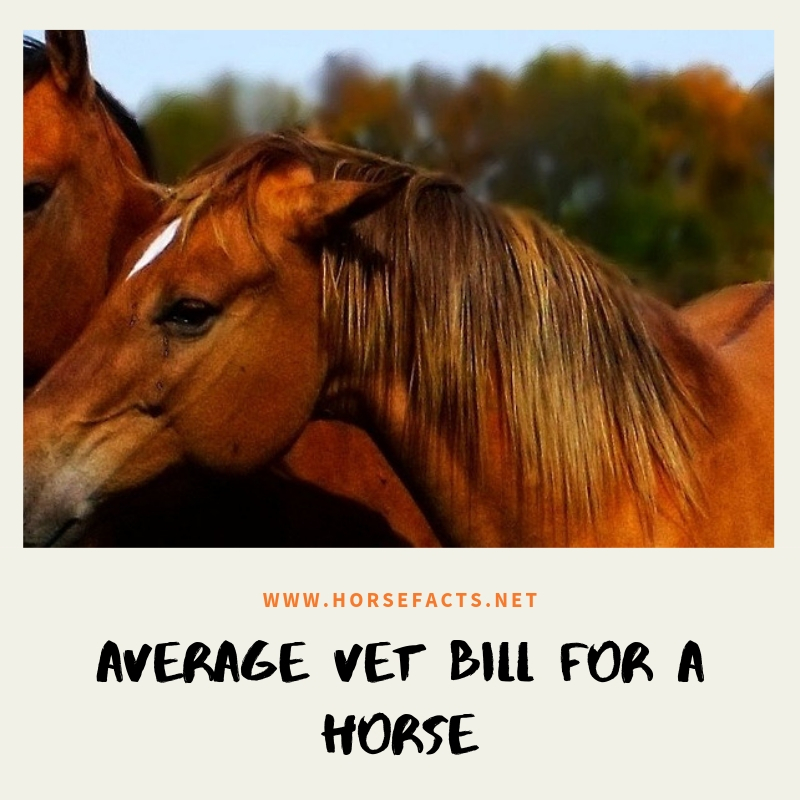 average vet bill for a horse