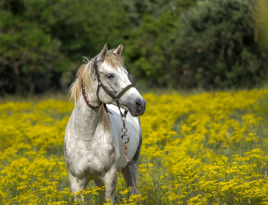 Fun facts about horses