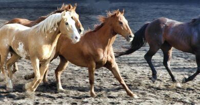 Top ten fastest horse breeds