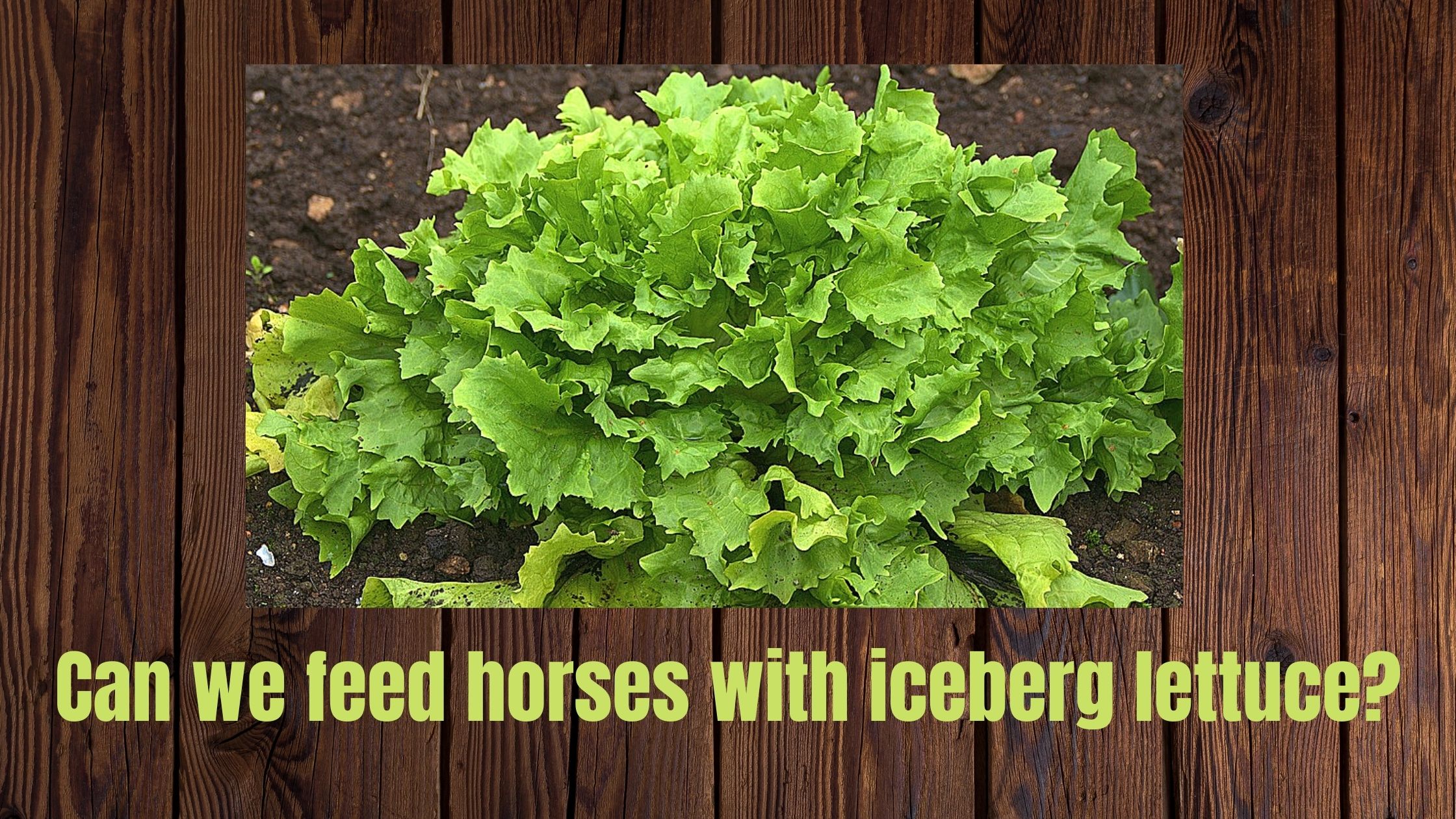 can horses eat iceberg lettuce