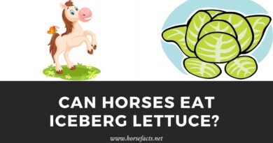 Can horses eat iceberg lettuce