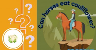 can horses eat cauliflower