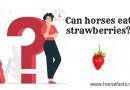 Can horses eat strawberries