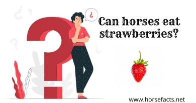 Can horses eat strawberries