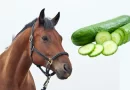 Can horses eat cucumber