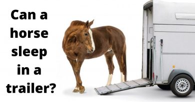 Can a horse sleep in a trailer?