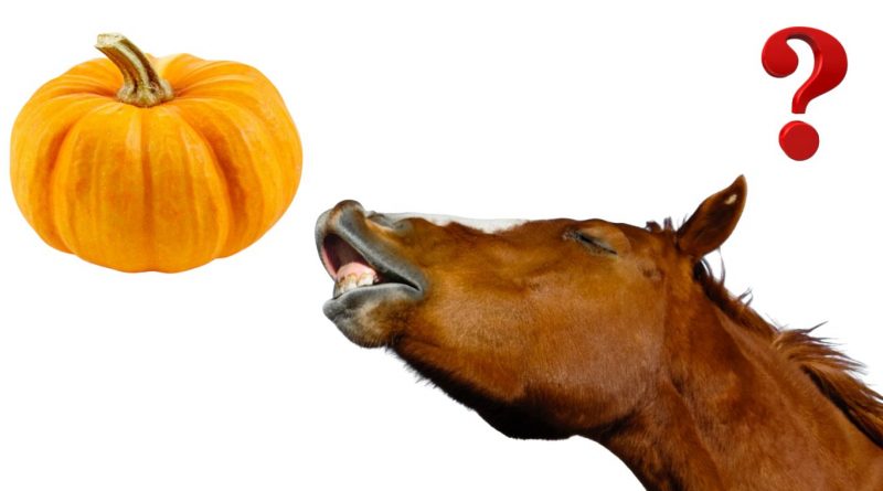 Can horses eat pumpkin