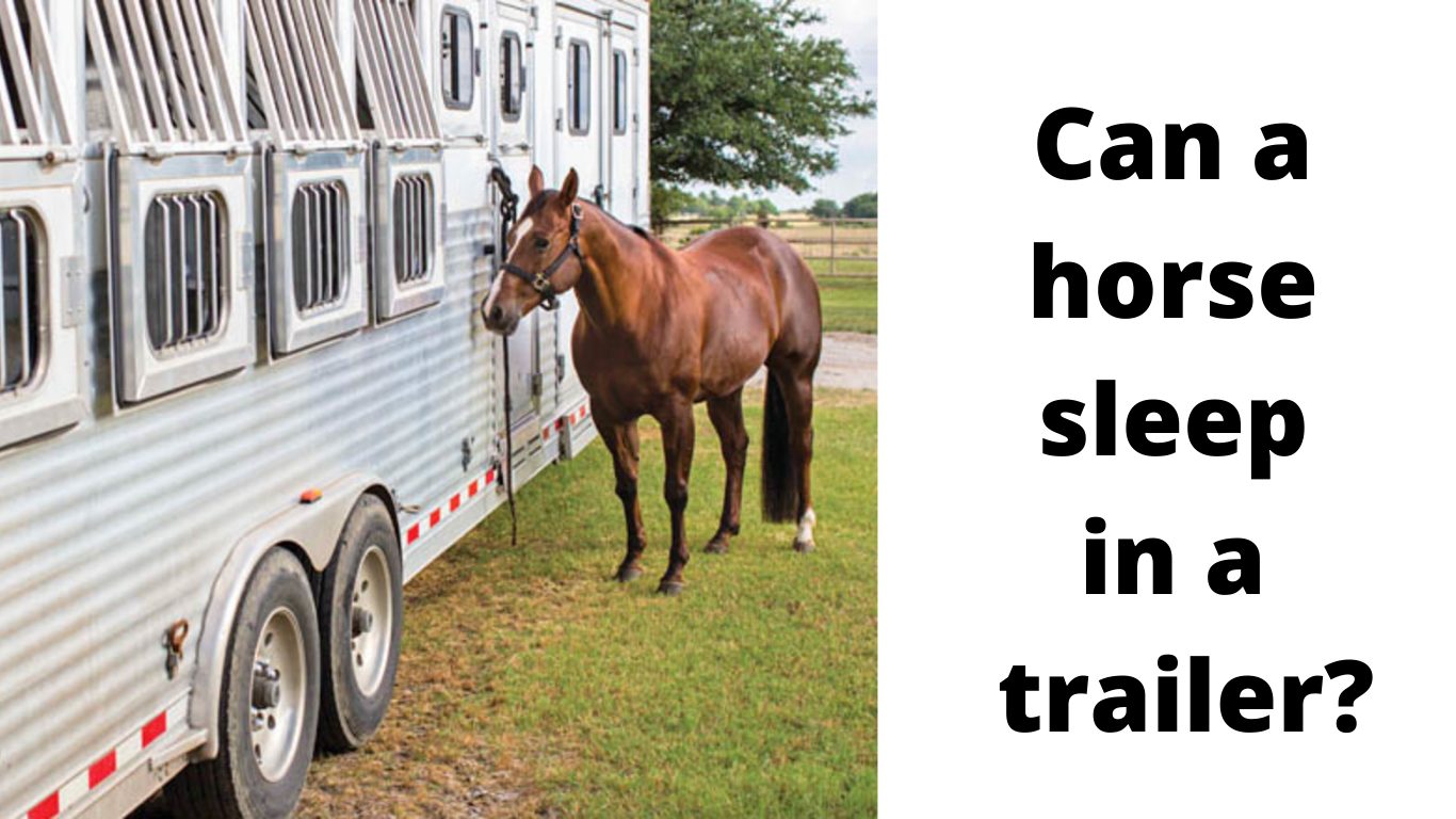 Can a horse sleep in a trailer?